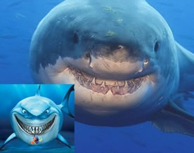 图片话江湖｜摄影师拍到14吨重大白鲨对摄像机咧嘴“微笑”