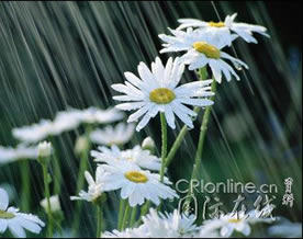 英语美文｜四月的雨带来的五月的花(April Showers Bring May Flowers)