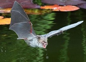 图片话江湖｜摄影师拍下蝙蝠俯冲喝水瞬间 露出粉红小舌头