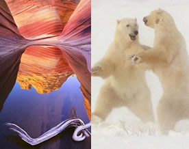 图片话江湖｜地球日40年十佳自然照：北极熊摔跤VS暮光里的大象