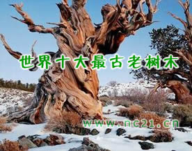 唯美图库｜世界十大最古老树木盘点